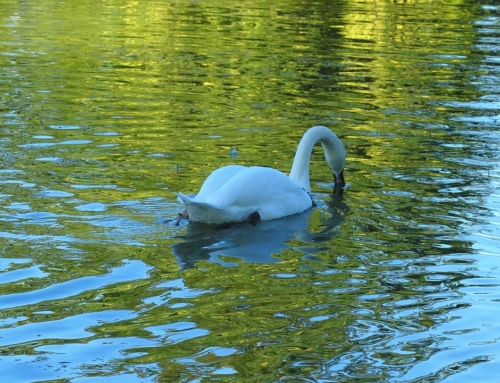 Oiseaux aquatiques